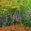 BLOOMIQUE - Lot de 3 - Agastache Blue Fortune - Agastache - Floraison abondante - H. 10-20 cm - P. 9 cm - vignette