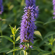 BLOOMIQUE - Lot de 3 - Agastache Blue Fortune - Agastache - Floraison abondante - H. 10-20 cm - P. 9 cm - vignette