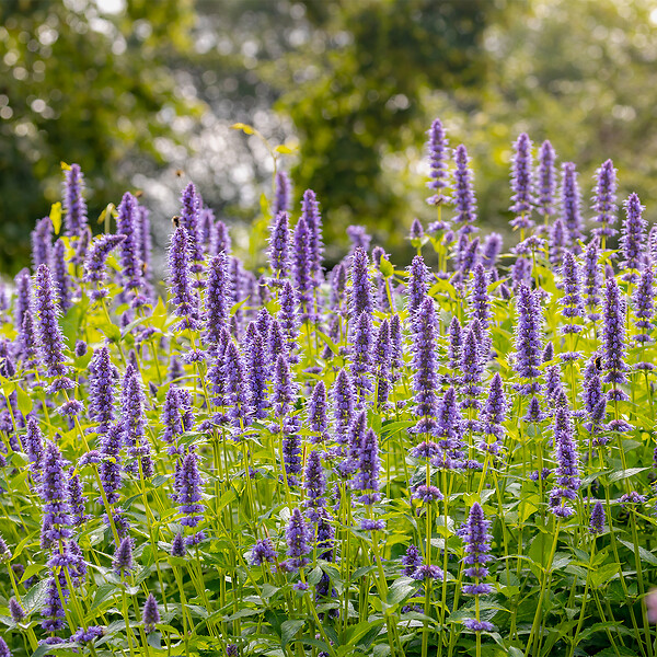BLOOMIQUE - Lot de 3 - Agastache Blue Fortune - Agastache - Floraison abondante - H. 10-20 cm - P. 9 cm - large