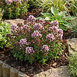 BLOOMIQUE - Lot de 6 - Origanum vulgare compactum - Origan - Marjolaine naine - Rustique - Vivace - P. 9 cm - vignette
