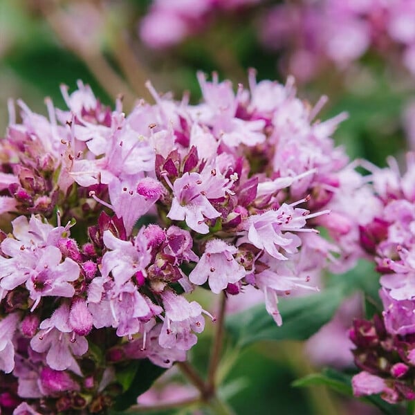 BLOOMIQUE - Lot de 6 - Origanum vulgare compactum - Origan - Marjolaine naine - Rustique - Vivace - P. 9 cm - large