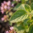 BLOOMIQUE - Lot de 6 - Origanum vulgare compactum - Origan - Marjolaine naine - Rustique - Vivace - P. 9 cm - vignette
