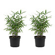 BLOOMIQUE - Lot de 2 - Fargesia Blue - Bambou bleu - Non envahissant - Rustique - Plante haie - P. 14 cm - vignette