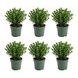 BLOOMIQUE - Lot de 6 - Ilex crenata Jenny - Houx japonais - Plante rustique - Plante balcon - P. 10 cm - vignette