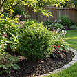 BLOOMIQUE - Lot de 6 - Ilex crenata Jenny - Houx japonais - Plante rustique - Plante balcon - P. 10 cm - vignette