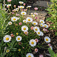 BLOOMIQUE - Lot de 6 - Erigeron karvinskianus - Vergerette des murailles - H. 10-20 cm - P. 9 cm - vignette
