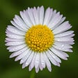 BLOOMIQUE - Lot de 6 - Erigeron karvinskianus - Vergerette des murailles - H. 10-20 cm - P. 9 cm - vignette