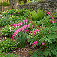 BLOOMIQUE - Lot de 3 - Dicentra Spectabilis - Cœur saignant - Floraison abondante - H. 10-20 cm - P. 9 cm - vignette