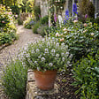 BLOOMIQUE - Lot de 6 - Thymus vulgaris - Thym véritable - Rustique - Plantes balcon - H. 10-20 cm - P. 9 cm - vignette