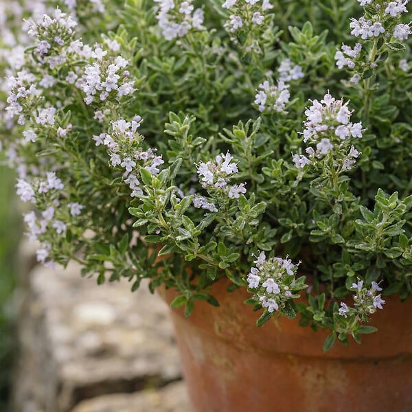BLOOMIQUE - Lot de 6 - Thymus vulgaris - Thym véritable - Rustique - Plantes balcon - H. 10-20 cm - P. 9 cm - large