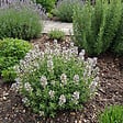 BLOOMIQUE - Lot de 6 - Thymus vulgaris - Thym véritable - Rustique - Plantes balcon - H. 10-20 cm - P. 9 cm - vignette