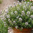 BLOOMIQUE - Lot de 6 - Thymus vulgaris - Thym véritable - Rustique - Plantes balcon - H. 10-20 cm - P. 9 cm - vignette