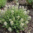BLOOMIQUE - Lot de 6 - Thymus vulgaris - Thym véritable - Rustique - Plantes balcon - H. 10-20 cm - P. 9 cm - vignette