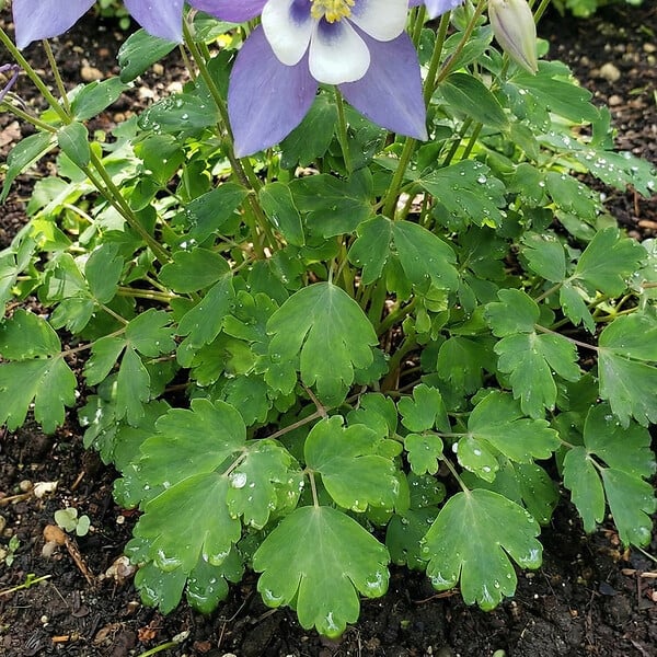 BLOOMIQUE - Lot de 6 - Aquilegia Caerulea ‘Spring Magic Blue & White’ - Ancolie - H. 10-20 cm - P. 9 cm - large