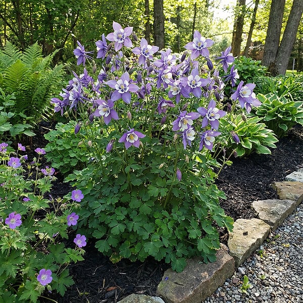 BLOOMIQUE - Lot de 6 - Aquilegia Caerulea ‘Spring Magic Blue & White’ - Ancolie - H. 10-20 cm - P. 9 cm - large