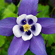 BLOOMIQUE - Lot de 6 - Aquilegia Caerulea ‘Spring Magic Blue & White’ - Ancolie - H. 10-20 cm - P. 9 cm - vignette