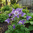BLOOMIQUE - Lot de 6 - Aquilegia Caerulea ‘Spring Magic Blue & White’ - Ancolie - H. 10-20 cm - P. 9 cm - vignette