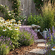 BLOOMIQUE - Lot de 6 - Echinacea purpurea 'White Swan' - Échinacée - Floraison abondante - H. 10-20 cm - P. 9 cm - vignette