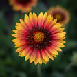 BLOOMIQUE - Lot de 3 - Gaillardia Arizona Sun - Fleur de cocarde - Floraison abondante - H. 10-20 cm - P. 9 cm - vignette