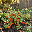 BLOOMIQUE - Lot de 6 - Physalis alkekengi franchetii - Amour en cage - Rustique - Vivace - H. 10-20 cm - P. 9 cm - vignette