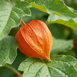 BLOOMIQUE - Lot de 6 - Physalis alkekengi franchetii - Amour en cage - Rustique - Vivace - H. 10-20 cm - P. 9 cm - vignette