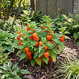 BLOOMIQUE - Lot de 6 - Physalis alkekengi franchetii - Amour en cage - Rustique - Vivace - H. 10-20 cm - P. 9 cm - vignette