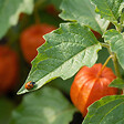 BLOOMIQUE - Lot de 6 - Physalis alkekengi franchetii - Amour en cage - Rustique - Vivace - H. 10-20 cm - P. 9 cm - vignette