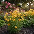 BLOOMIQUE - Lot de 3 - Coreopsis Grandiflora Presto - Coreopsis - Facile d'entretien - H. 10-20 cm - P. 9 cm - vignette