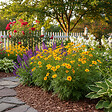 BLOOMIQUE - Lot de 3 - Coreopsis Grandiflora Presto - Coreopsis - Facile d'entretien - H. 10-20 cm - P. 9 cm - vignette
