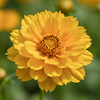 BLOOMIQUE - Lot de 3 - Coreopsis Grandiflora Presto - Coreopsis - Facile d'entretien - H. 10-20 cm - P. 9 cm - vignette