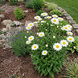 BLOOMIQUE - Lot de 6 - Leucanthemum Silberprinzessche - Marguerite - Floraison abondante - H. 10-20 cm - P. 9 cm - vignette