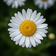 BLOOMIQUE - Lot de 6 - Leucanthemum Silberprinzessche - Marguerite - Floraison abondante - H. 10-20 cm - P. 9 cm - vignette