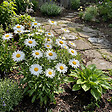 BLOOMIQUE - Lot de 6 - Leucanthemum Silberprinzessche - Marguerite - Floraison abondante - H. 10-20 cm - P. 9 cm - vignette