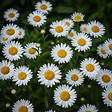 BLOOMIQUE - Lot de 6 - Leucanthemum Silberprinzessche - Marguerite - Floraison abondante - H. 10-20 cm - P. 9 cm - vignette