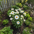 BLOOMIQUE - Lot de 6 - Leucanthemum Silberprinzessche - Marguerite - Floraison abondante - H. 10-20 cm - P. 9 cm - vignette