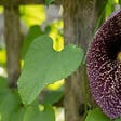 BLOOMIQUE - Aristolochia Macrophylla - Aristoloche à grandes feuilles - H. 60-80 cm - P. 19 cm - vignette