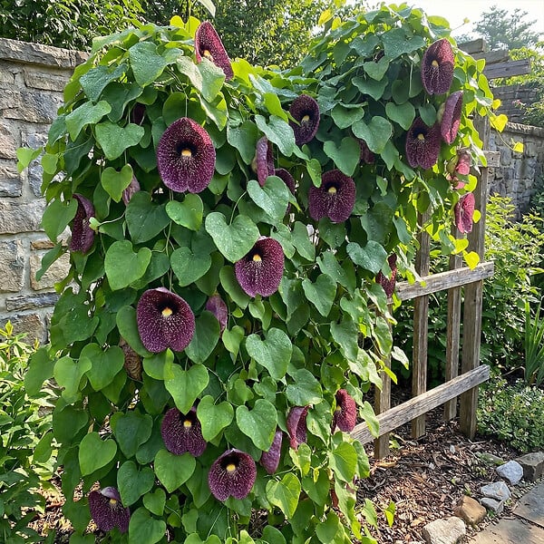 BLOOMIQUE - Aristolochia Macrophylla - Aristoloche à grandes feuilles - H. 60-80 cm - P. 19 cm - large