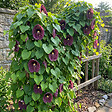 BLOOMIQUE - Aristolochia Macrophylla - Aristoloche à grandes feuilles - H. 60-80 cm - P. 19 cm - vignette