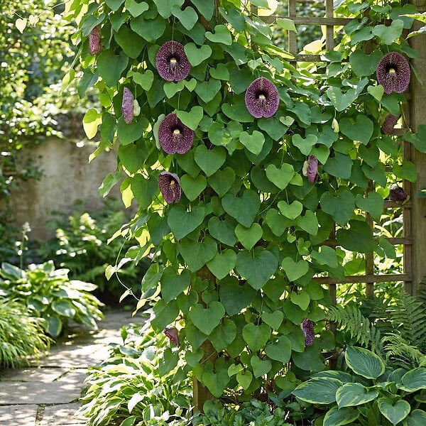 BLOOMIQUE - Aristolochia Macrophylla - Aristoloche à grandes feuilles - H. 60-80 cm - P. 19 cm - large