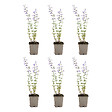 BLOOMIQUE - Lot de 6 - Nepeta Walker's Low - Cataire - Rustique - Vivace - Mellifère - P. 9 cm - vignette