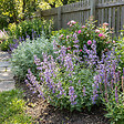 BLOOMIQUE - Lot de 6 - Nepeta Walker's Low - Cataire - Rustique - Vivace - Mellifère - P. 9 cm - vignette