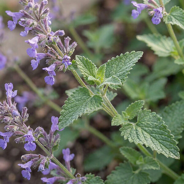 BLOOMIQUE - Lot de 6 - Nepeta Walker's Low - Cataire - Rustique - Vivace - Mellifère - P. 9 cm - large