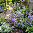 BLOOMIQUE - Lot de 6 - Nepeta Walker's Low - Cataire - Rustique - Vivace - Mellifère - P. 9 cm - vignette