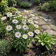 BLOOMIQUE - Lot de 3 - Leucanthemum Silberprinzessche - Marguerite - Floraison abondante - H. 10-20 cm - P. 9 cm - vignette