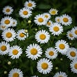 BLOOMIQUE - Lot de 3 - Leucanthemum Silberprinzessche - Marguerite - Floraison abondante - H. 10-20 cm - P. 9 cm - vignette