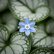 BLOOMIQUE - Lot de 3 - Brunnera Macrophylla - Myosotis du Caucase - Plante de Jardin - H. 10-20 cm - P. 9 cm - vignette