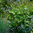 BLOOMIQUE - Lot de 3 - Brunnera Macrophylla - Myosotis du Caucase - Plante de Jardin - H. 10-20 cm - P. 9 cm - vignette