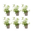 BLOOMIQUE - Lot de 6 - Nepeta Blue Moon - Cataire - Rustique - Vivace - Mellifère - Hauteur 10-20 cm - Pot 9 cm - vignette
