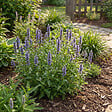 BLOOMIQUE - Lot de 6 - Nepeta Blue Moon - Cataire - Rustique - Vivace - Mellifère - Hauteur 10-20 cm - Pot 9 cm - vignette