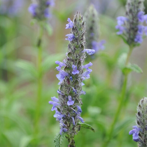 BLOOMIQUE - Lot de 6 - Nepeta Blue Moon - Cataire - Rustique - Vivace - Mellifère - Hauteur 10-20 cm - Pot 9 cm - large